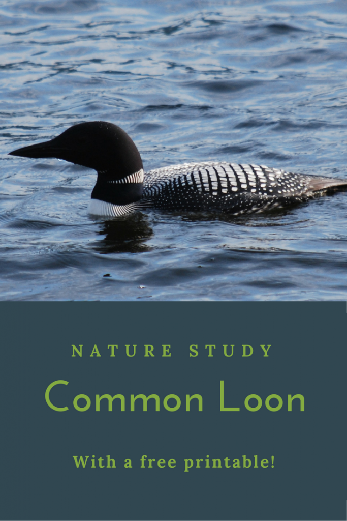 Nature Study About the Common Loon. Common Loon | Nature Study | Free Printable | Science