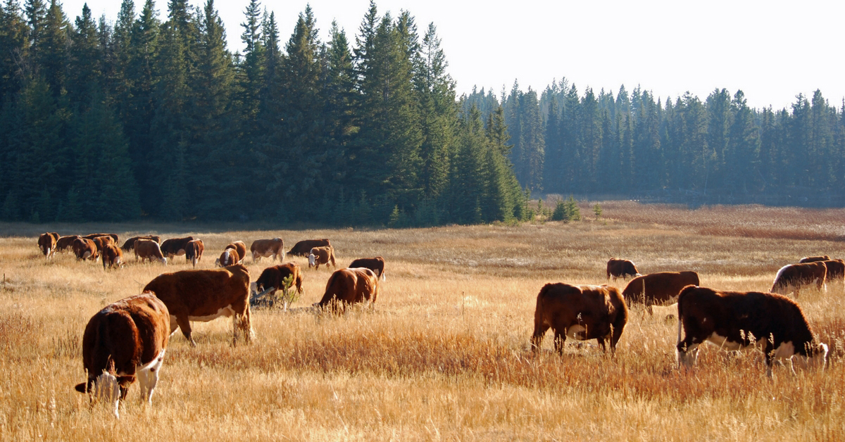 Day in the Life - October. Ranch Life | Cattle | Homeschooling | Unit Study | Fall Chores | Moving Cows | Plowing | Hayfields | Bonding Time | Herd Bulls | Routine |