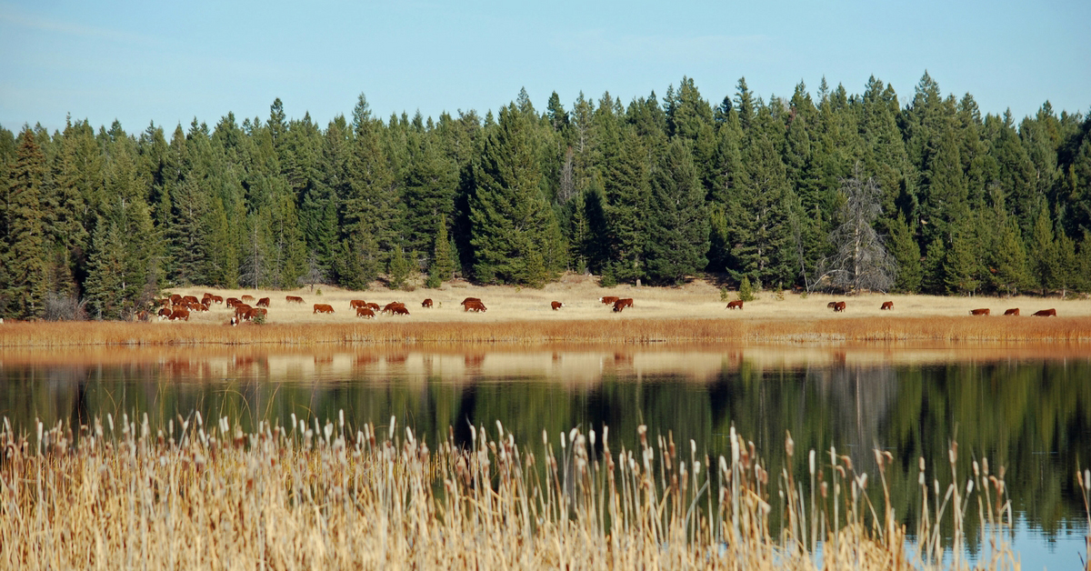 Day in the Life - October. Ranch Life | Cattle | Homeschooling | Unit Study | Fall Chores | Moving Cows | Plowing | Hayfields | Bonding Time | Herd Bulls | Routine |