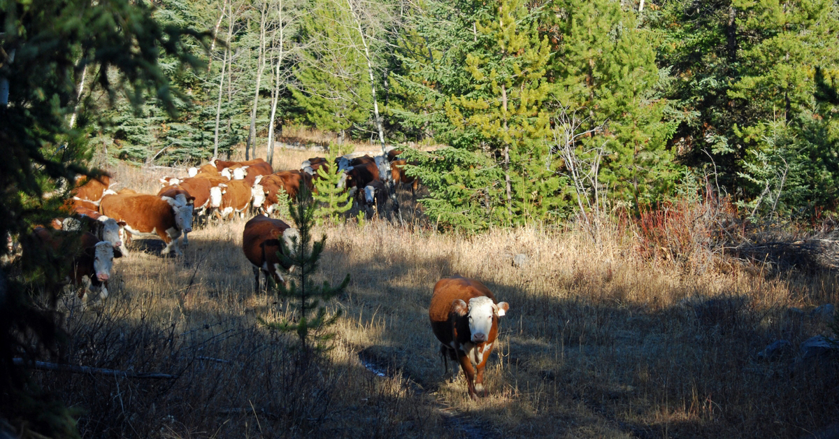 Day in the Life - October. Ranch Life | Cattle | Homeschooling | Unit Study | Fall Chores | Moving Cows | Plowing | Hayfields | Bonding Time | Herd Bulls | Routine |