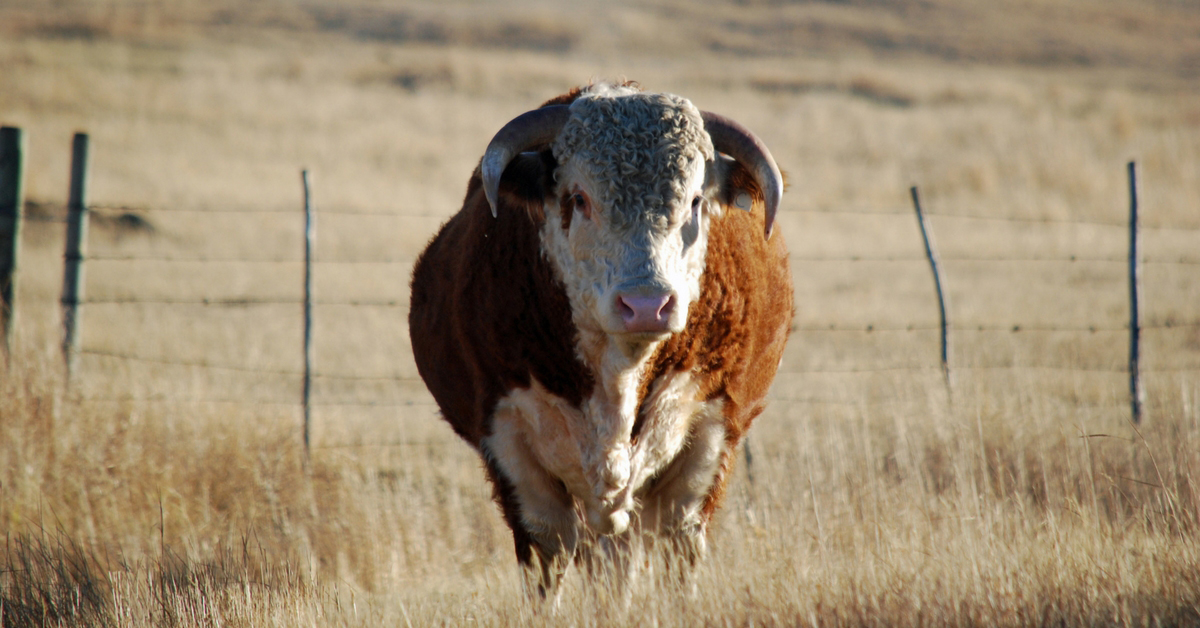 Day in the Life - October. Ranch Life | Cattle | Homeschooling | Unit Study | Fall Chores | Moving Cows | Plowing | Hayfields | Bonding Time | Herd Bulls | Routine |