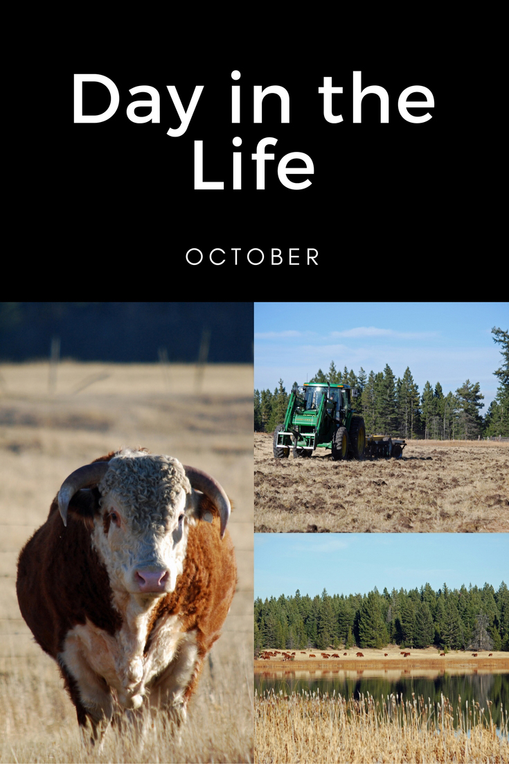 Day in the Life - October. Ranch Life | Cattle | Homeschooling | Unit Study | Fall Chores | Moving Cows | Plowing | Hayfields | Bonding Time | Herd Bulls | Routine |