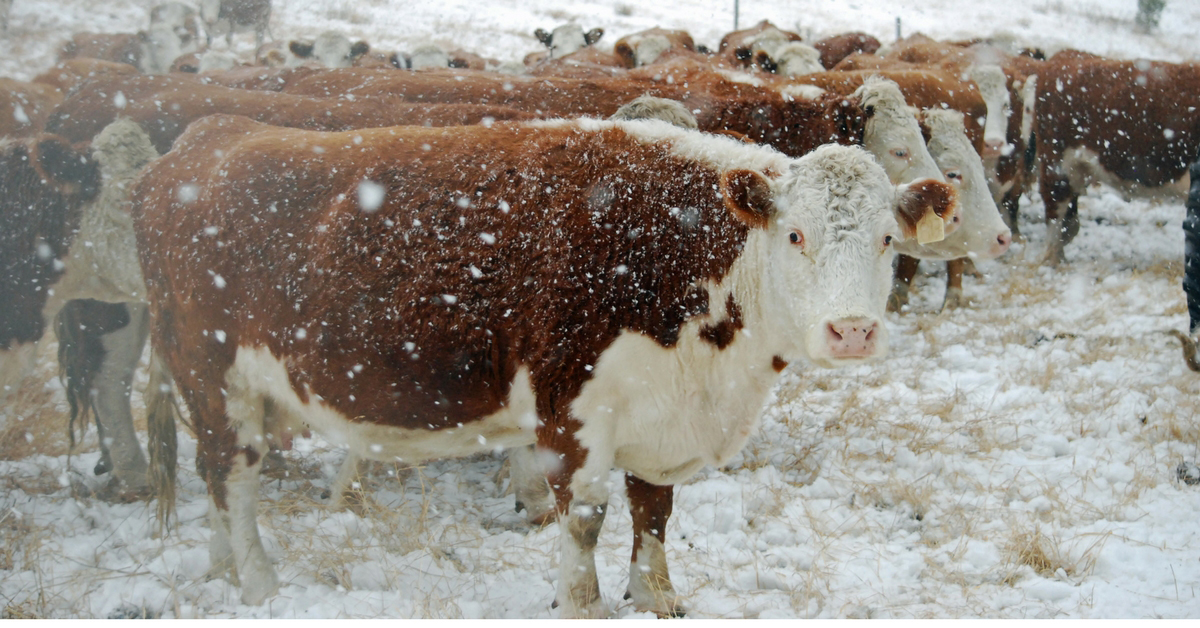 The Unpredictable Storm. Winter Storm | Bred Heifers | Ranch Life | Herefords | 