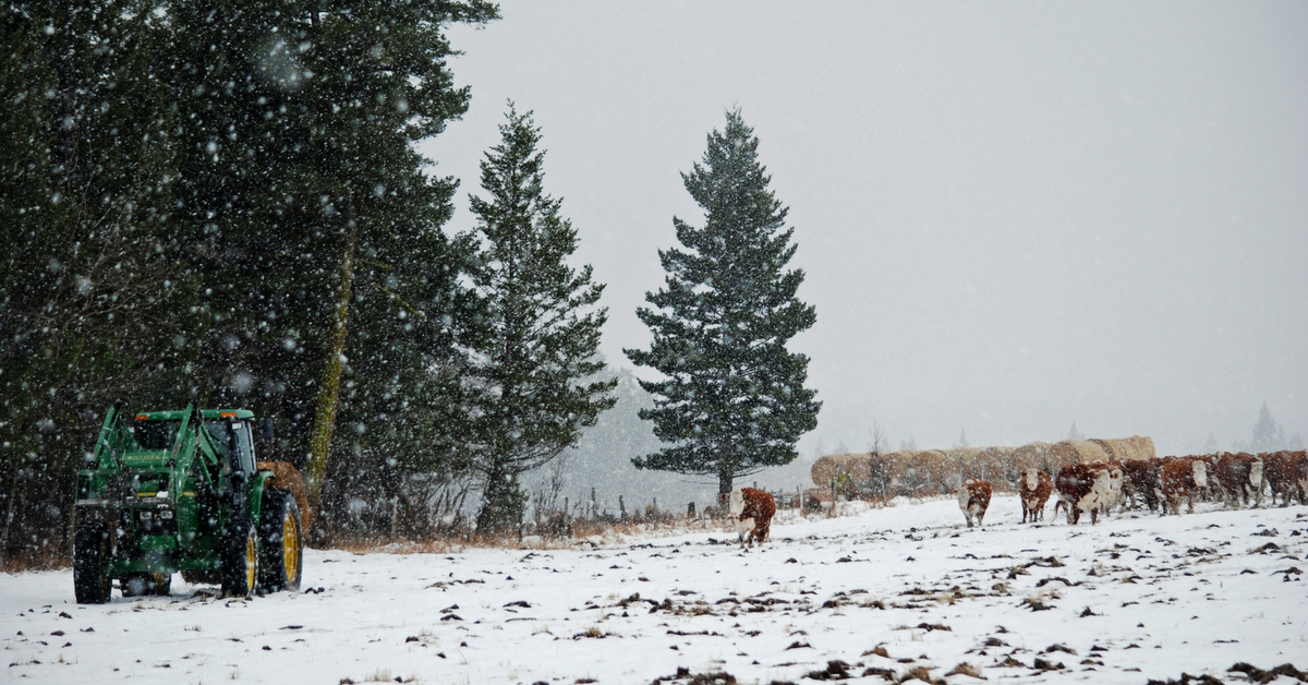 The Unpredictable Storm. Winter Storm | Bred Heifers | Ranch Life | Herefords | 