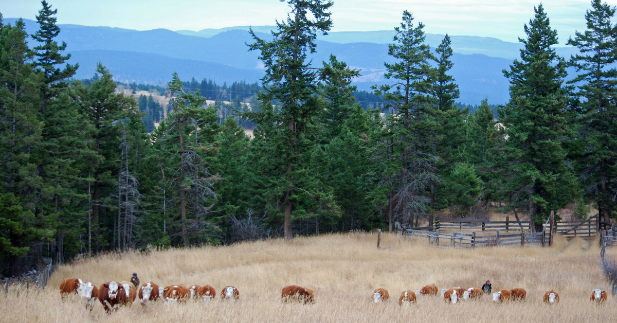 Winter Arrives with Full Force. Winter | Drifting Snow | Snow Drift | Ranching | Ranching in the Snow | Beef Cattle | Winter Chores | Freezing Cold | Freezing | Life on a Ranch