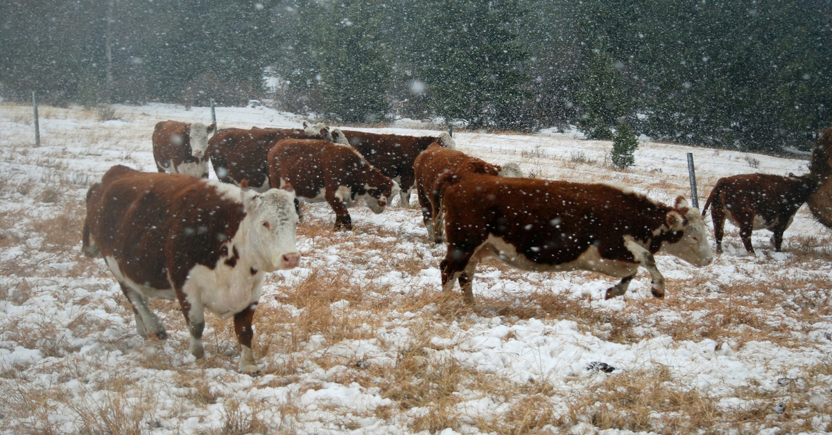 The Unpredictable Storm. Winter Storm | Bred Heifers | Ranch Life | Herefords | 