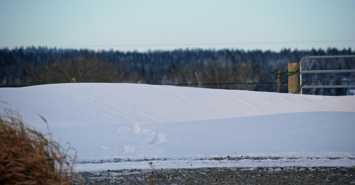 Winter Arrives with Full Force. Winter | Drifting Snow | Snow Drift | Ranching | Ranching in the Snow | Beef Cattle | Winter Chores | Freezing Cold | Freezing | Life on a Ranch