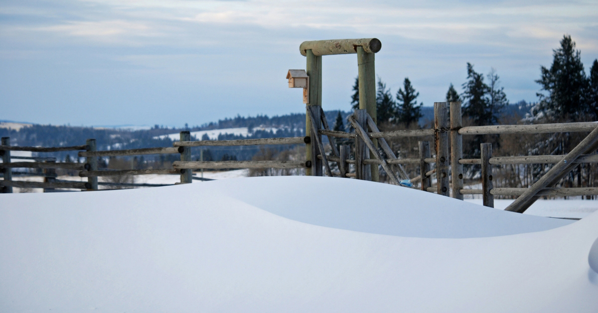 Winter Arrives with Full Force. Winter | Drifting Snow | Snow Drift | Ranching | Ranching in the Snow | Beef Cattle | Winter Chores | Freezing Cold | Freezing | Life on a Ranch