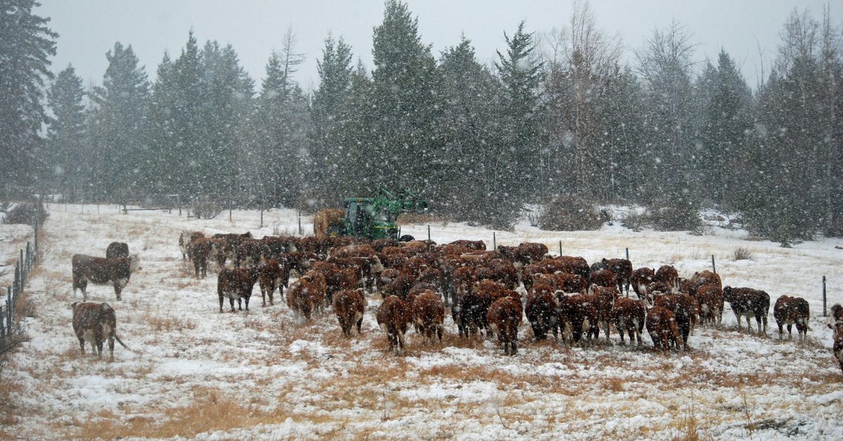 The Unpredictable Storm. Winter Storm | Bred Heifers | Ranch Life | Herefords | 