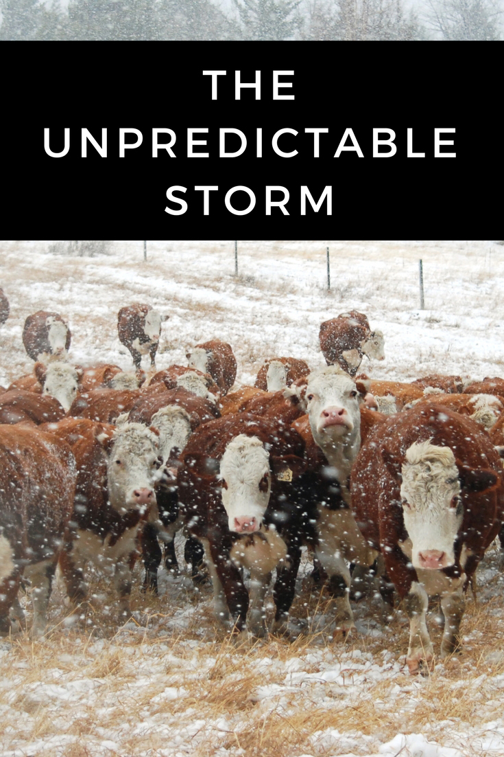 The Unpredictable Storm. Winter Storm | Bred Heifers | Ranch Life | Herefords | 