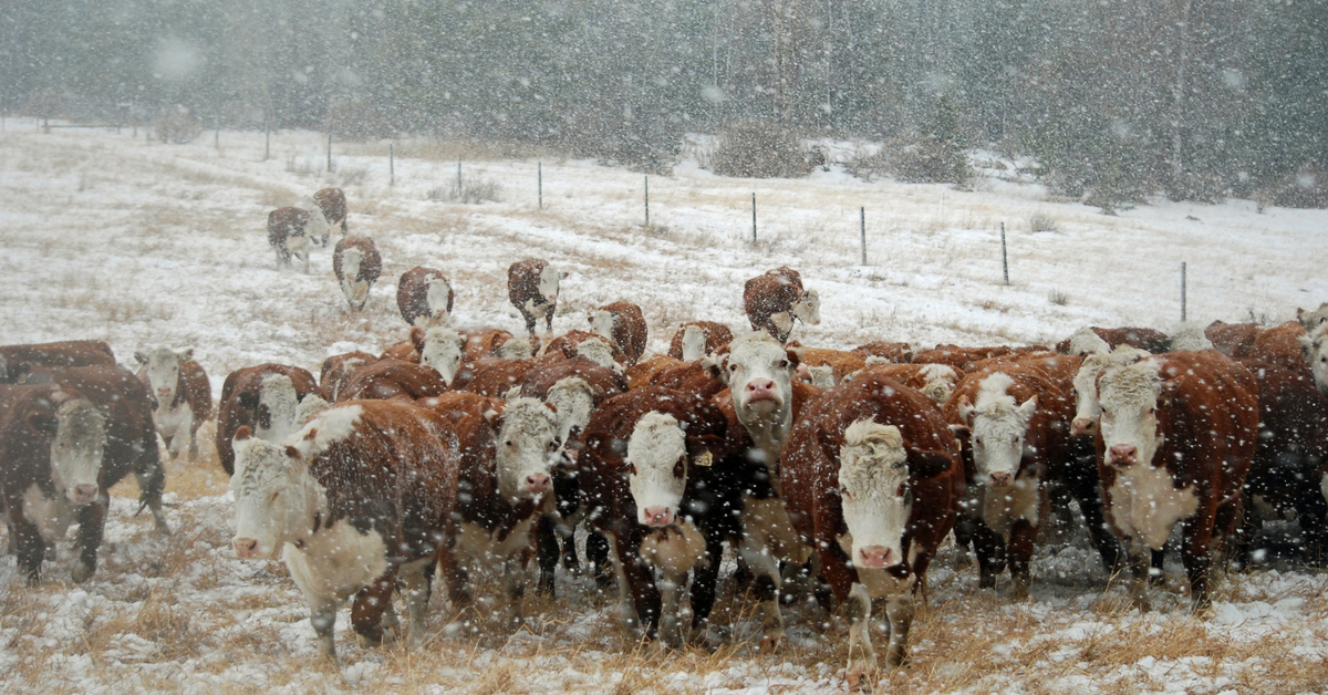 The Unpredictable Storm. Winter Storm | Bred Heifers | Ranch Life | Herefords | 