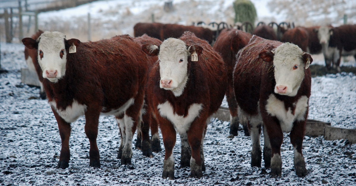 Day in the Life - November. Feeding | Beef Sales | Ranching | Ranching with Kids | Chores | Feeding Grain | Ranch Kids | Farming | Morning Chores | Agriculture