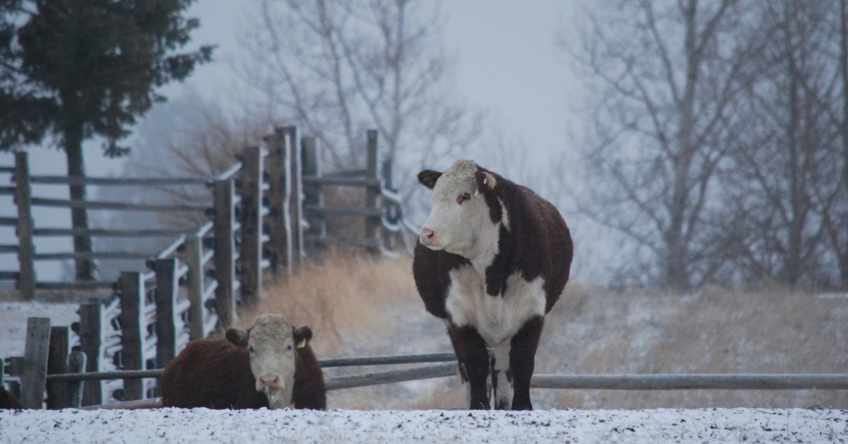 Day in the Life - November. Feeding | Beef Sales | Ranching | Ranching with Kids | Chores | Feeding Grain | Ranch Kids | Farming | Morning Chores | Agriculture