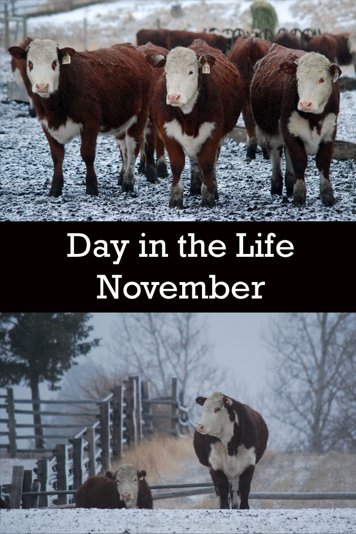 Day in the Life - November. Feeding | Beef Sales | Ranching | Ranching with Kids | Chores | Feeding Grain | Ranch Kids | Farming | Morning Chores | Agriculture
