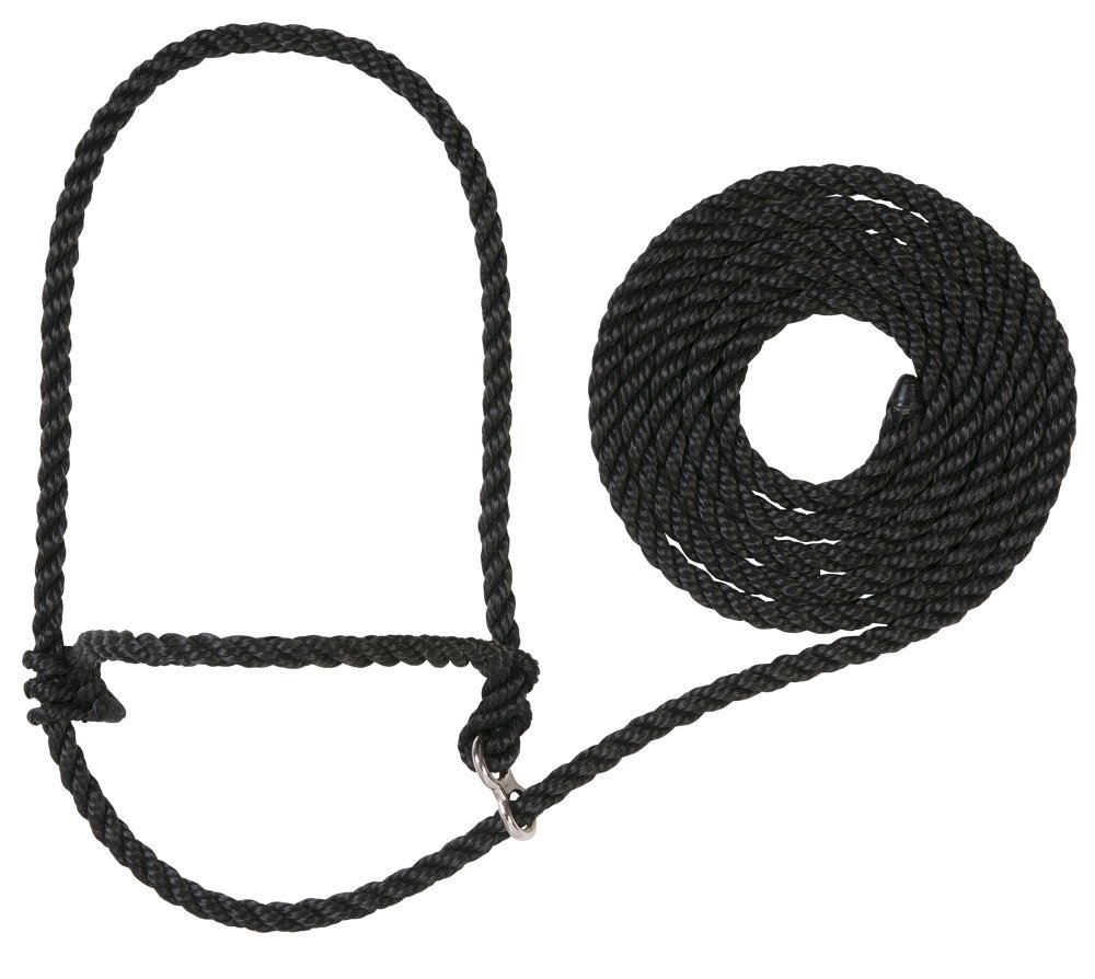 Steps to Halter Breaking a Calf Ranching with Kids