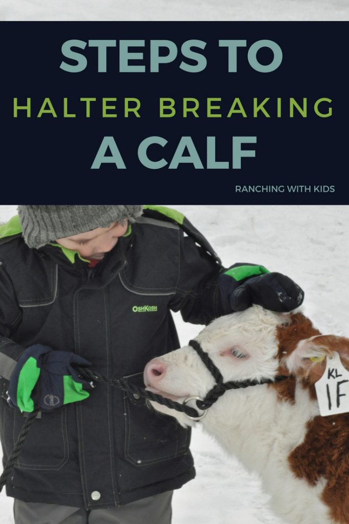 steps-to-halter-breaking-a-calf-ranching-with-kids