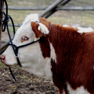 Here are the steps to halter breaking a calf. Country life at its best while preparing show cattle, these simple tips will help to prepare your calf for show.