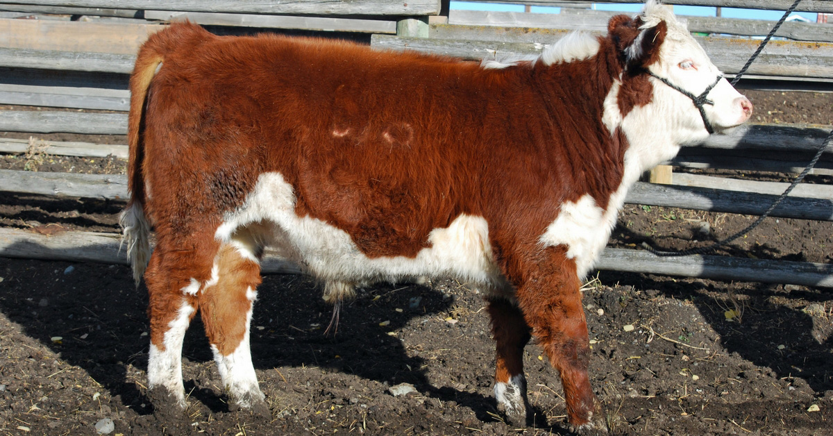 Here are the steps to halter breaking a calf. Country life at its best while preparing show cattle, these simple tips will help to prepare your calf for show.