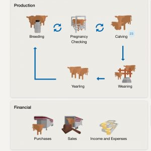 How We Use Cattlemax for Record Keeping. #cattlerecordkeeping #beefcattlerecordkeeping #cattlerecordkeepingcountrylife