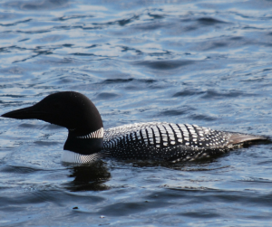 Common Loon | Nature Study | Wildlife | Ranching with Kids |