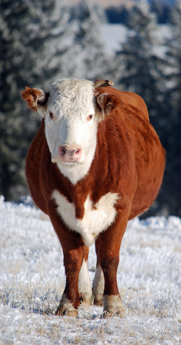 Checking the cows.