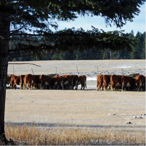 Day in the Life - November. Feeding | Beef Sales | Ranching | Ranching with Kids | Chores | Feeding Grain | Ranch Kids | Farming | Morning Chores | Agriculture