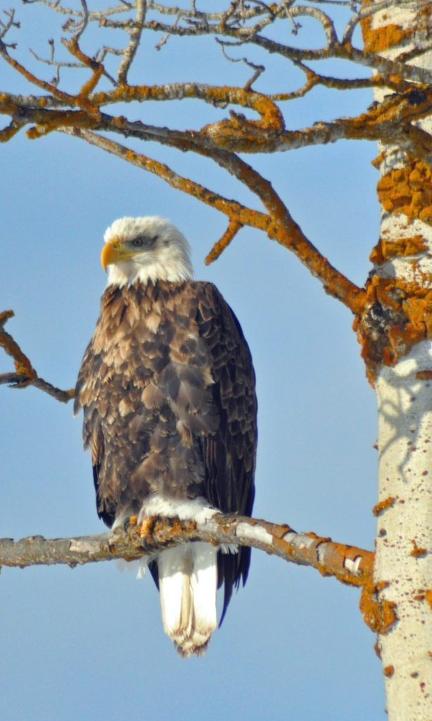 Our bald eagle lesson on the way to the barn. homeschooling, calving season, education.com, worksheets, spring, seasons, change of season, nature, bald eagle