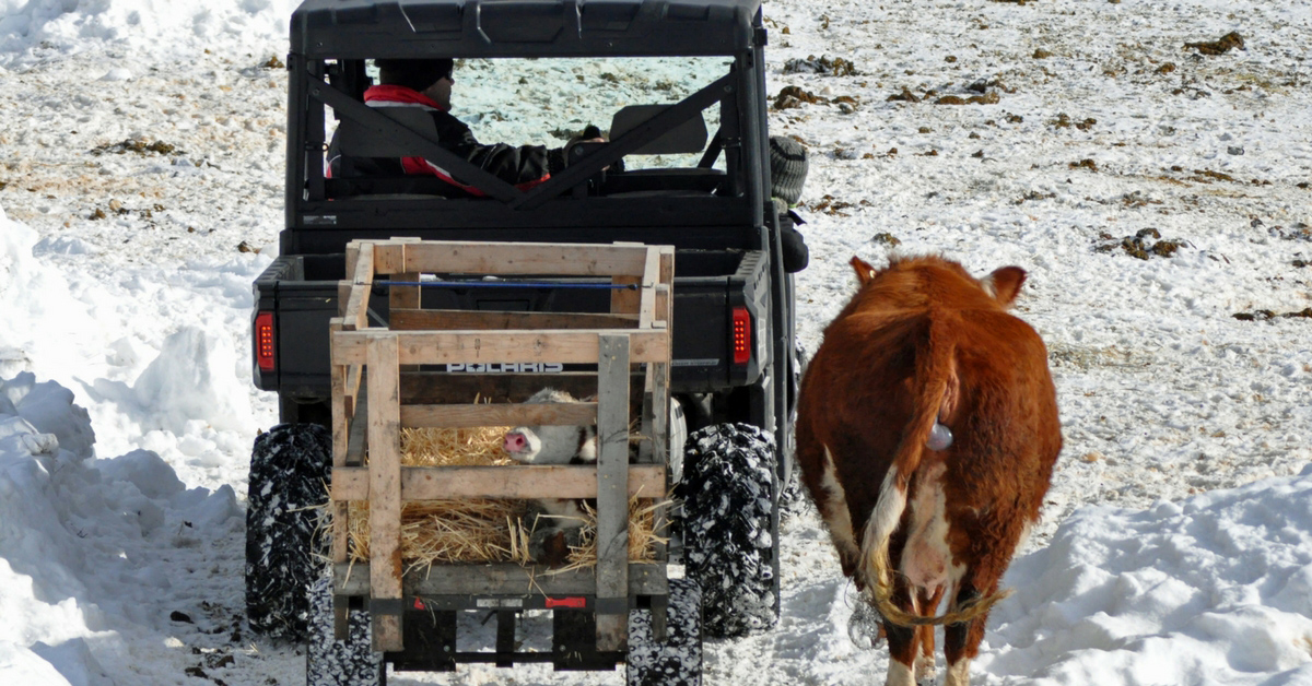 Bringing a Calf into the Barn. homeschooling, new baby, baby carrier, calving, halter breaking, calf, calving season, chores