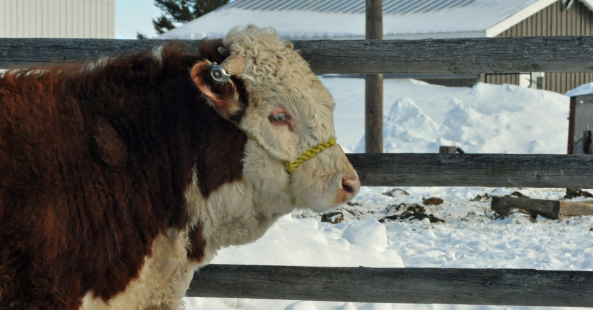 Halter Breaking Bulls. homeschooling, new baby, baby carrier, calving, halter breaking, calf, calving season, chores