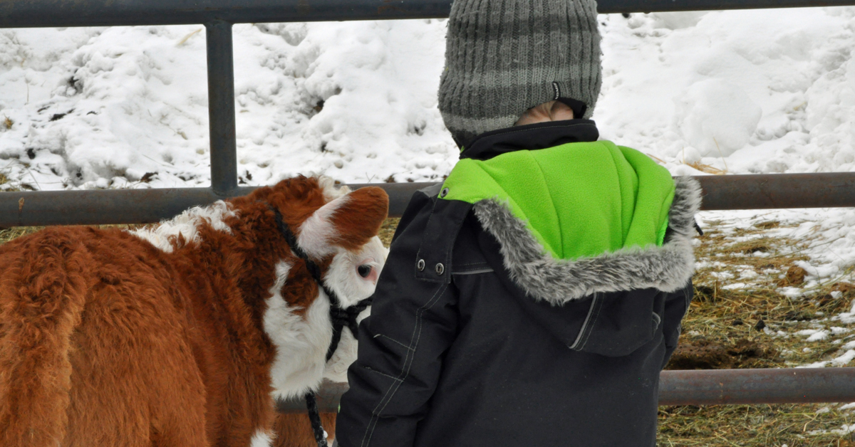 Practising with our Show Calves. homeschooling, calving season, education.com, worksheets, spring, seasons, change of season, nature, bald eagle