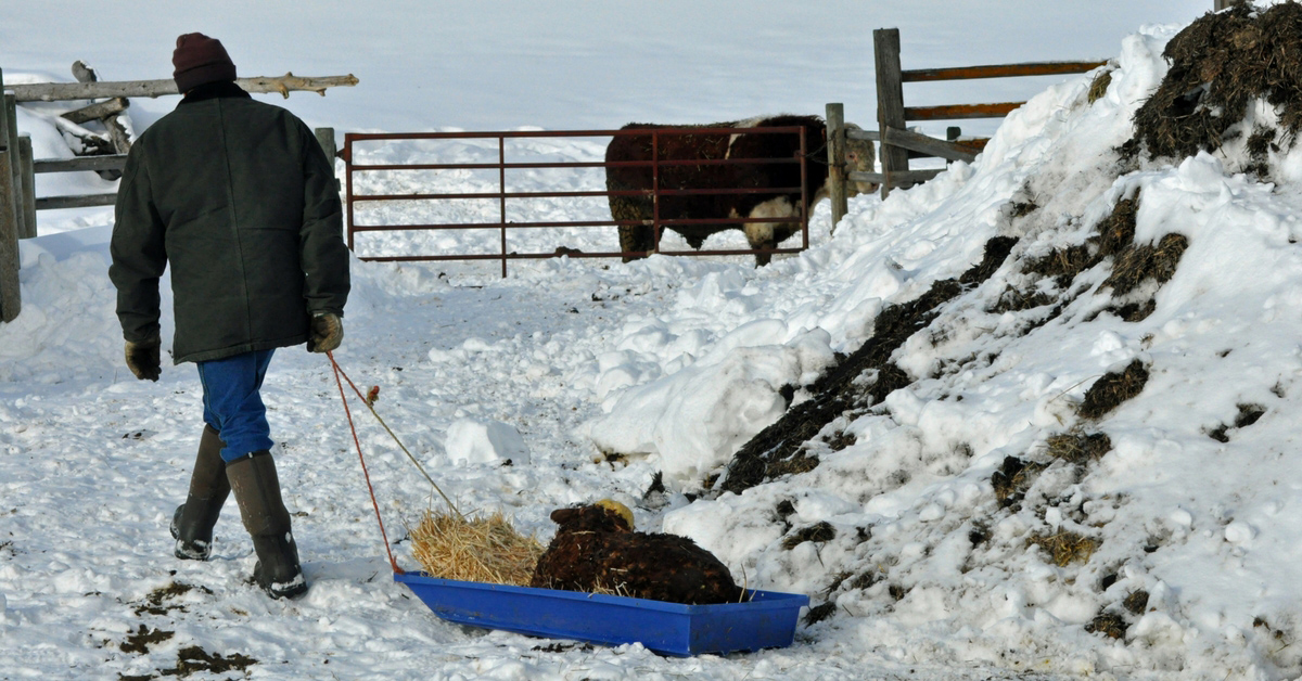 Pulling a calf in with a sleigh. homeschooling, new baby, baby carrier, calving, halter breaking, calf, calving season, chores