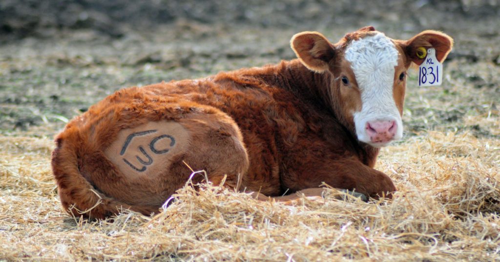 Branding time on the ranch. Some brands have a significant meaning.