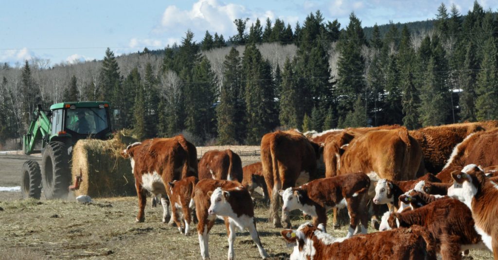 Feeding cows hay is a daily chore in the winter and spring.