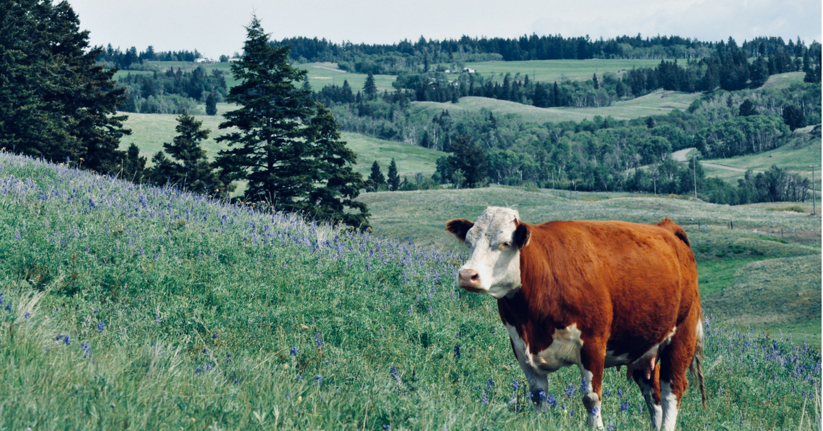 Summer Pasture Checks as a Ranch Mom. #pastureraised #summerpasture #cattleranching #rotationalgrazing