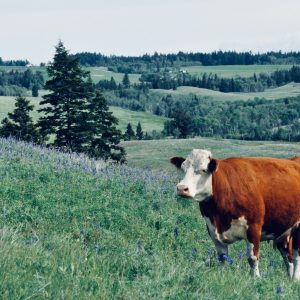 Summer Pasture Checks as a Ranch Mom. #pastureraised #summerpasture #cattleranching #rotationalgrazing
