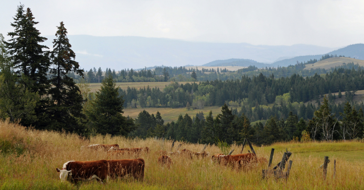 Watching the Storm Arrive. #ranching #ranchinglife #ranchingphotography