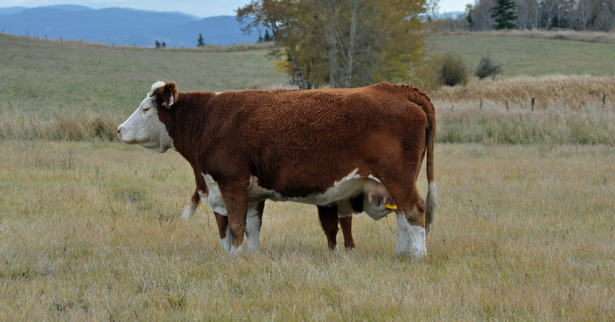 Why We Use QuietWean Nose Tags. #weaning #ranchlife #quietwean #lowstressweaning