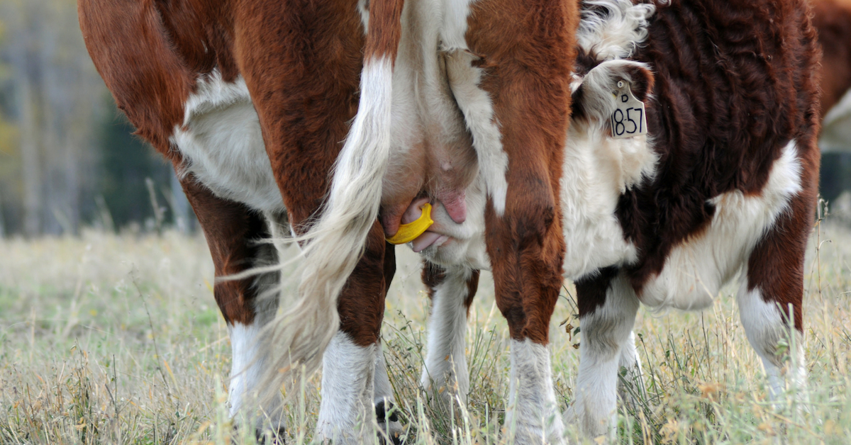 Why We Use QuietWean Nose Tags. #weaning #ranchlife #quietwean #lowstressweaning