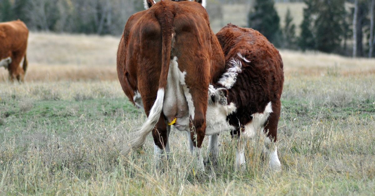 Why We Use QuietWean Nose Tags. #weaning #ranchlife #quietwean #lowstressweaning