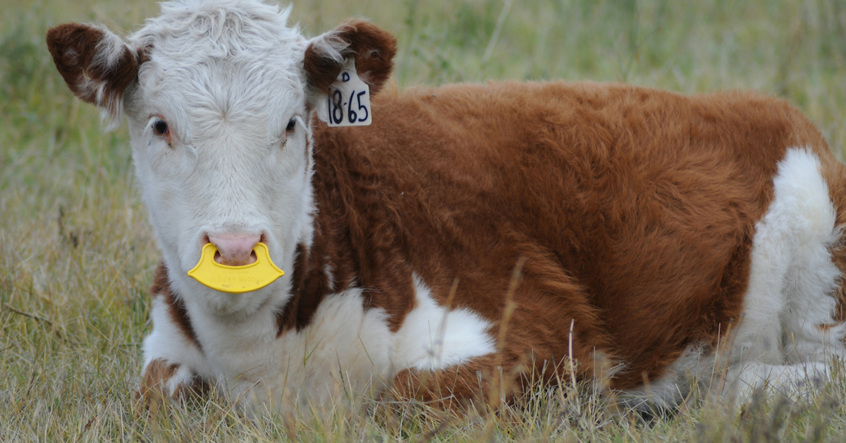 Why We Use QuietWean Nose Tags. #weaning #ranchlife #quietwean #lowstressweaning