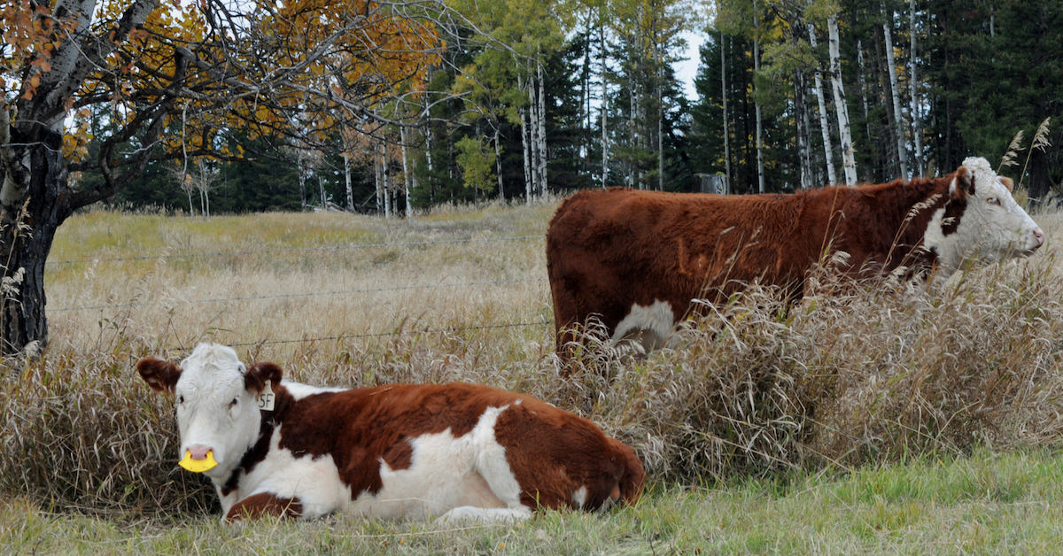 Why We Use QuietWean Nose Tags. #weaning #ranchlife #quietwean #lowstressweaning