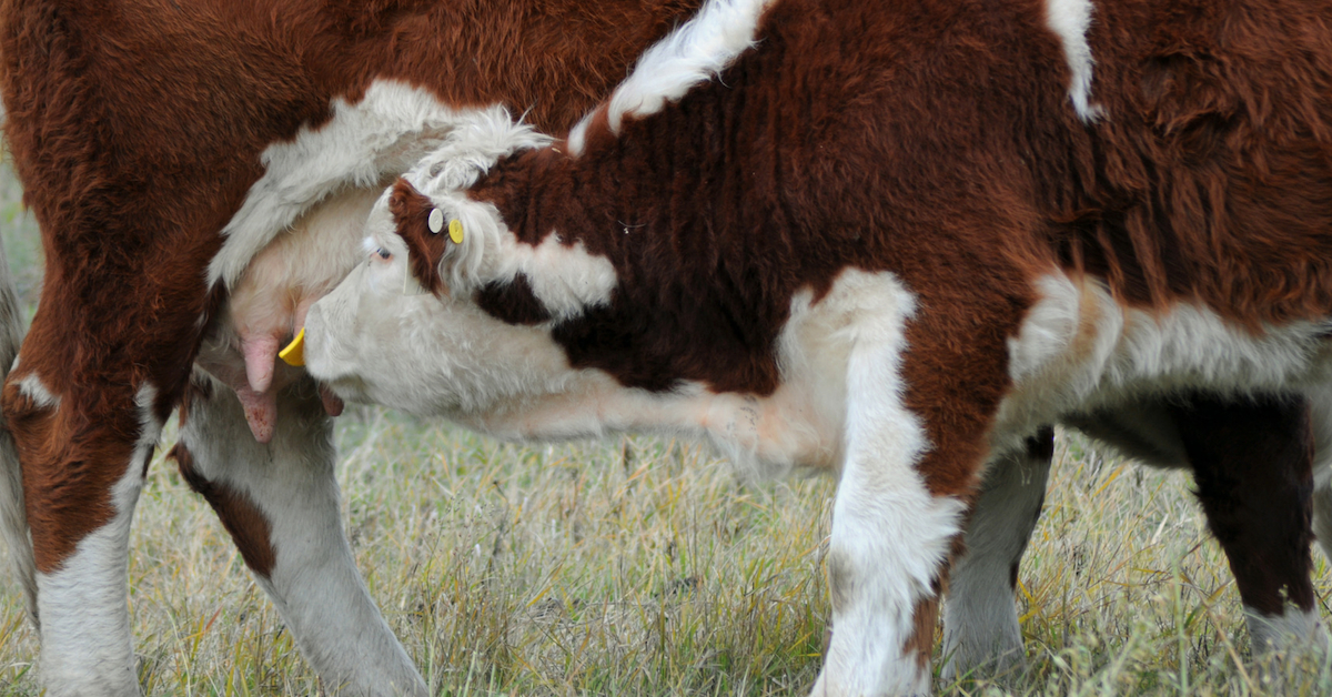 Why We Use QuietWean Nose Tags. #weaning #ranchlife #quietwean #lowstressweaning