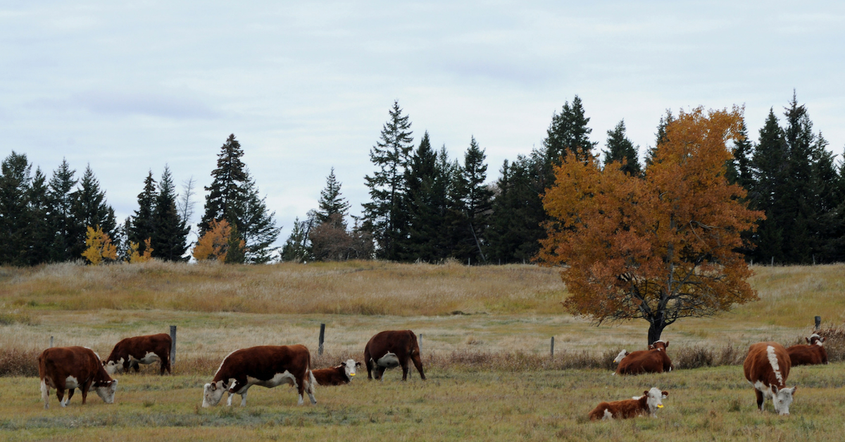 Why We Use QuietWean Nose Tags. #weaning #ranchlife #quietwean #lowstressweaning