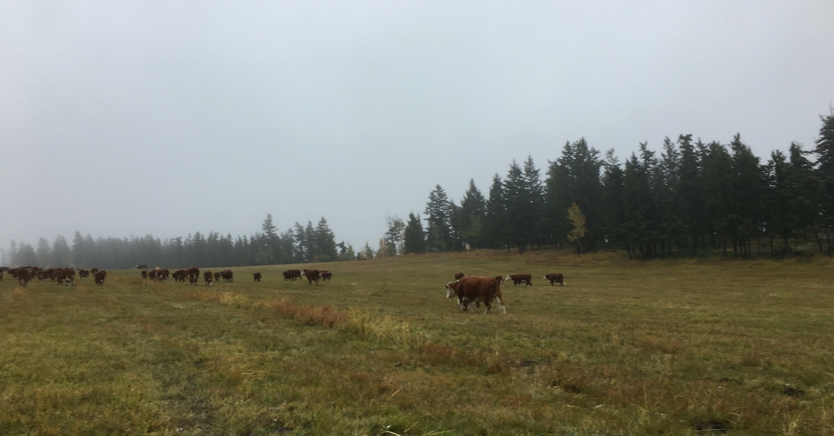 A Rancher’s Life - All in a Day’s Work. #raisingbeef #ranching #rancherlife