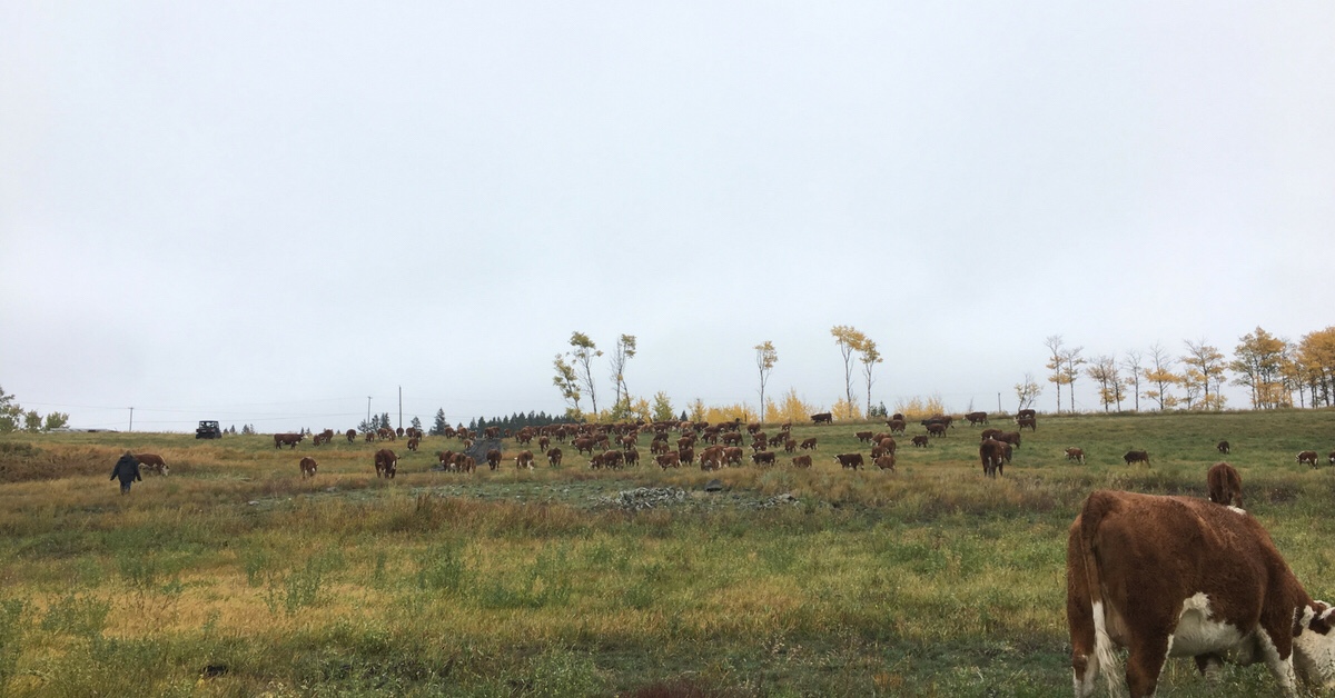 A Rancher’s Life - All in a Day’s Work. #raisingbeef #ranching #rancherlife