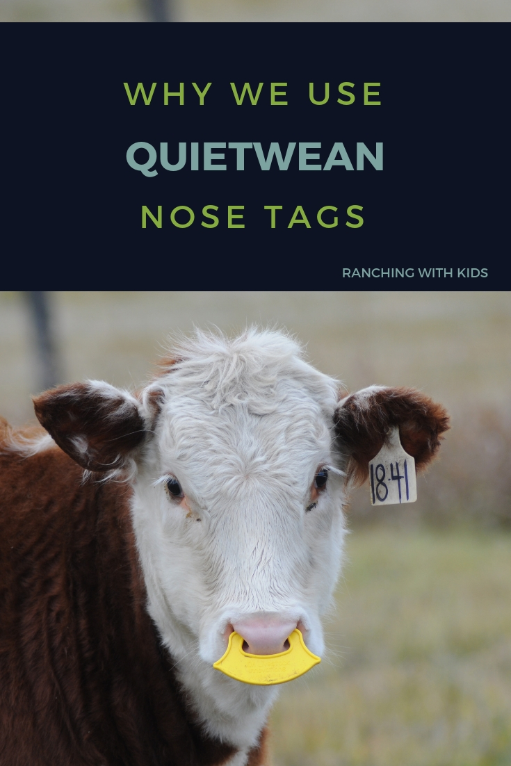 Why We Use QuietWean Nose Tags. #weaning #ranchlife #quietwean #lowstressweaning