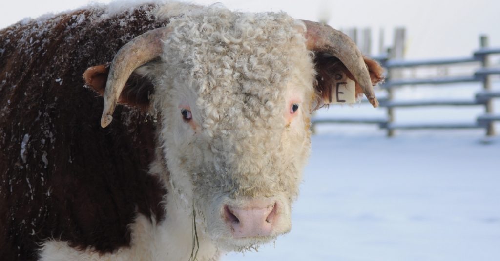 Morning Chores on the Ranch in Winter. #ranchlife #farmlife #countrylife