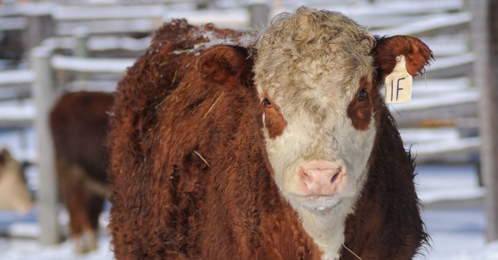 Morning Chores on the Ranch in Winter. #ranchlife #farmlife #countrylife