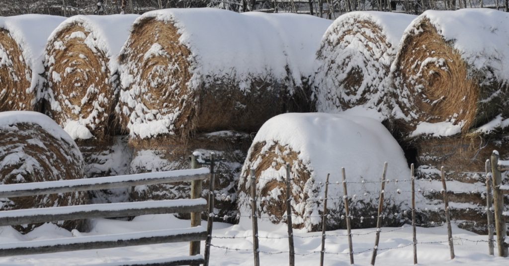 Morning Chores on the Ranch in Winter. #ranchlife #farmlife #countrylife