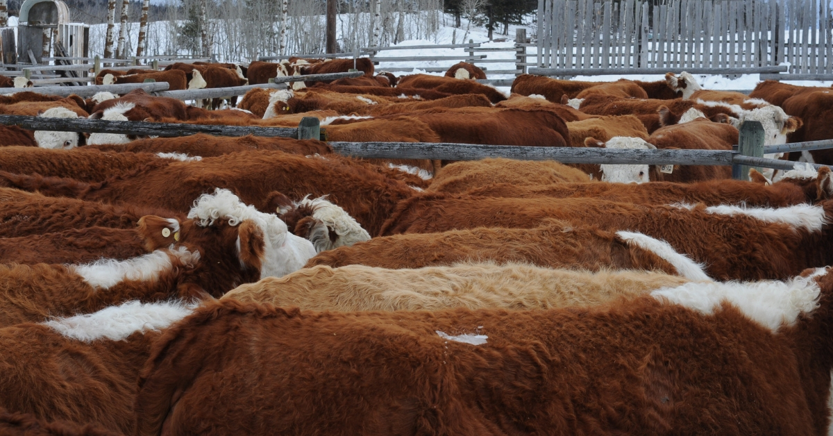 Calving Begins on the Ranch. #calvingseason #calving #ranchlife